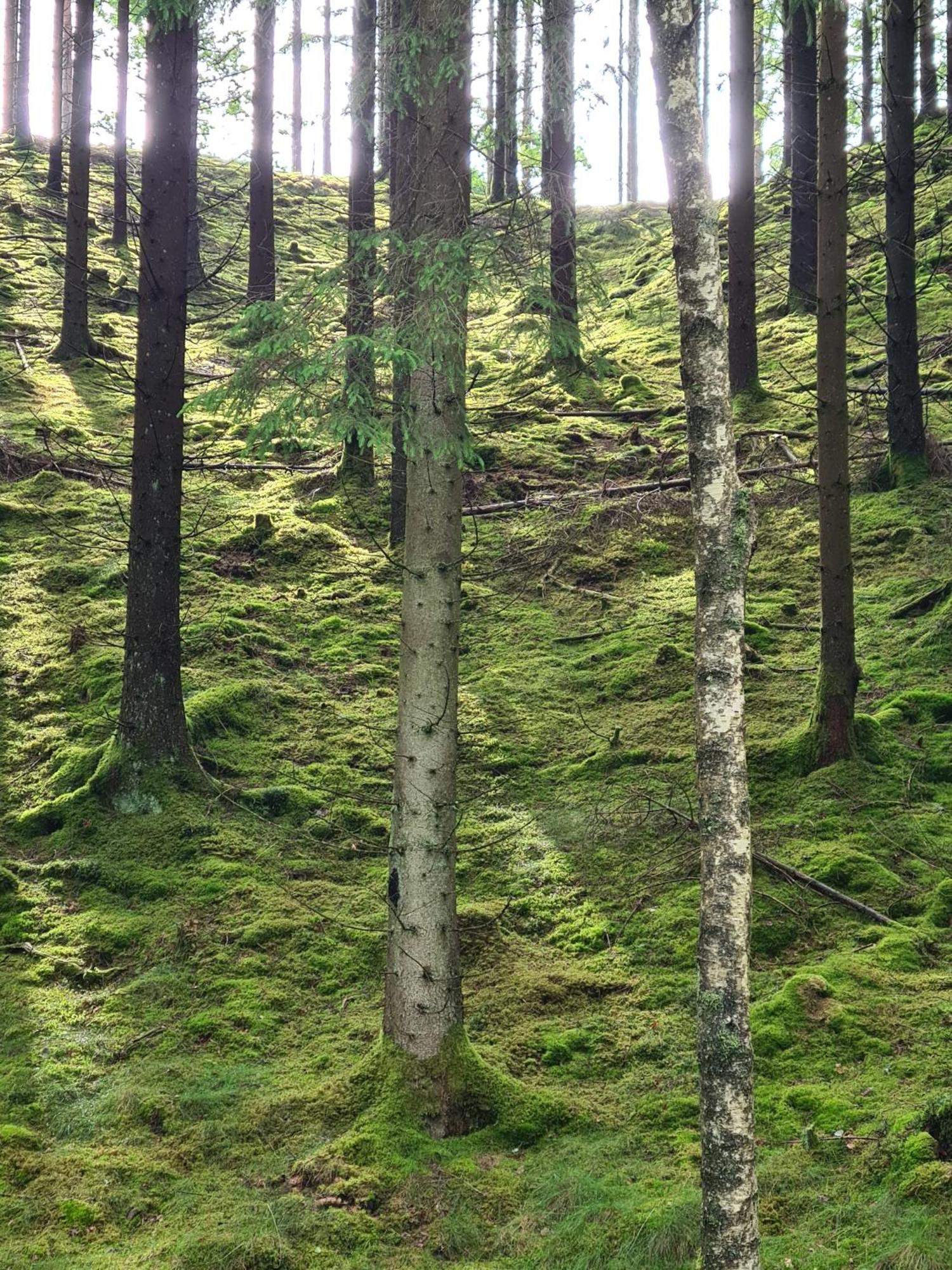 Stuga I Naturen Simlångsdalen Kültér fotó